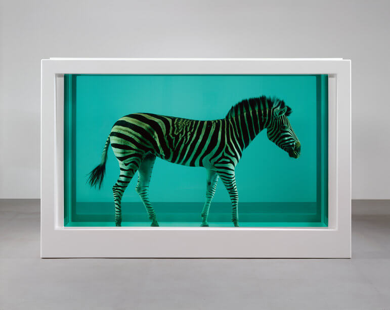 the zebra dipped in a methane box by damien hirst