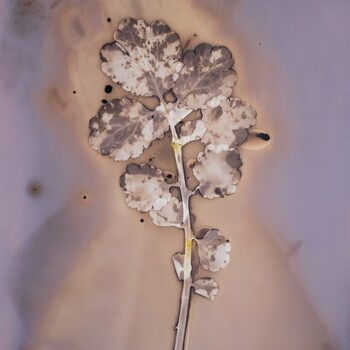 Exposition Fleurs de feux, Anaïs Tondeur, Stimultania Strasbourg