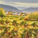 Peinture Next to the wineyards II par Requena Elena | Tableau Huile