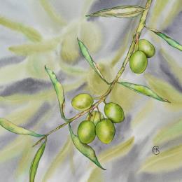 Peinture Olivier éternel  par Kuprina Carle Maria | Tableau Figuratif Aquarelle Nature