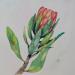 Gemälde King protea von Kuprina Carle Maria | Gemälde Figurativ Natur Aquarell