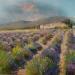 Peinture Lavandes dans le Lubéron par Sannier Daniel | Tableau Impressionnisme Paysages Huile
