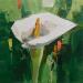 Peinture White calla lily par Lunetskaya Elena | Tableau Figuratif Huile