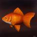 Painting Goldfish by Trevisan Carlo | Painting Surrealism Animals Oil