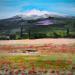Peinture Champ de coquelicots au pied du Mont Ventoux. par Rey Ewa | Tableau Figuratif Paysages Acrylique