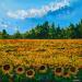 Peinture Champ de tournesol  par Amblard Florence | Tableau Impressionnisme Nature Acrylique