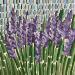 Peinture Lavande par Dmitrieva Daria | Tableau Impressionnisme Nature Acrylique