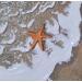 Painting Etoile de mer by Geiry | Painting Subject matter