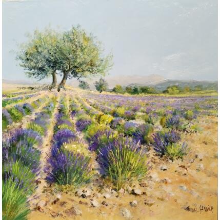 Peinture oliviers lavandes  par Sannier Daniel | Tableau Impressionnisme Huile Paysages
