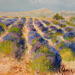 Painting Lavandes sur le plateau de Valensole by Sannier Daniel | Painting Impressionism Landscapes Oil