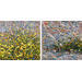 Painting CR6 - Suntree by Antoniuk Nadiia | Painting Impressionism Landscapes Nature
