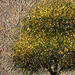 Painting CR6 - Suntree by Antoniuk Nadiia | Painting Impressionism Landscapes Nature