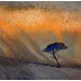 Peinture Le pin au crépuscule par Langeron Stéphane | Tableau Figuratif Paysages Aquarelle