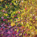Gemälde 80x80 Vibrant Joy, von Antoniuk Nadiia | Gemälde Impressionismus Landschaften Acryl