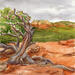 Peinture L'arbre de Manzanita par Elisabeth Bazin | Tableau