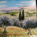 Peinture Le chant des oliviers. par Rey Ewa | Tableau Figuratif Paysages Acrylique