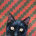 Peinture CAT SEE YOU 123 par Milie Lairie | Tableau Réalisme Animaux Huile Collage