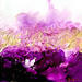 Painting Poésie Florale 1029 by Depaire Silvia | Painting Abstract Acrylic